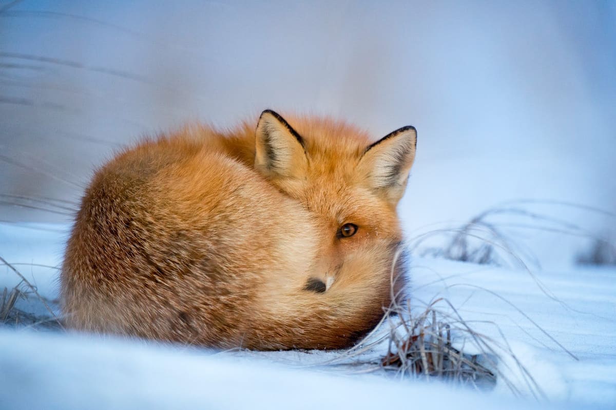 Snow Fox